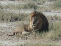 Tage Rundreise Namibia – Die Erlebnistour mit  Kalahari – Fish River-Canyon – Lüderitz – Namib – Swakopmund – Erongo Gebirge – Etosha Nationalpark – Windhoek (1228)