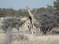 Tage Rundreise Namibia – Die Erlebnistour mit  Kalahari – Fish River-Canyon – Lüderitz – Namib – Swakopmund – Erongo Gebirge – Etosha Nationalpark – Windhoek (1229)