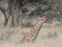 Tage Rundreise Namibia – Die Erlebnistour mit  Kalahari – Fish River-Canyon – Lüderitz – Namib – Swakopmund – Erongo Gebirge – Etosha Nationalpark – Windhoek (1231)