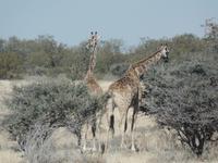 Tage Rundreise Namibia – Die Erlebnistour mit  Kalahari – Fish River-Canyon – Lüderitz – Namib – Swakopmund – Erongo Gebirge – Etosha Nationalpark – Windhoek (1232)