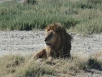 Tage Rundreise Namibia – Die Erlebnistour mit  Kalahari – Fish River-Canyon – Lüderitz – Namib – Swakopmund – Erongo Gebirge – Etosha Nationalpark – Windhoek (1233)