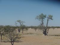 Tage Rundreise Namibia – Die Erlebnistour mit  Kalahari – Fish River-Canyon – Lüderitz – Namib – Swakopmund – Erongo Gebirge – Etosha Nationalpark – Windhoek (1236)