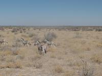Tage Rundreise Namibia – Die Erlebnistour mit  Kalahari – Fish River-Canyon – Lüderitz – Namib – Swakopmund – Erongo Gebirge – Etosha Nationalpark – Windhoek (1237)