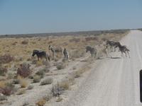 Tage Rundreise Namibia – Die Erlebnistour mit  Kalahari – Fish River-Canyon – Lüderitz – Namib – Swakopmund – Erongo Gebirge – Etosha Nationalpark – Windhoek (1238)