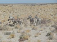 Tage Rundreise Namibia – Die Erlebnistour mit  Kalahari – Fish River-Canyon – Lüderitz – Namib – Swakopmund – Erongo Gebirge – Etosha Nationalpark – Windhoek (1239)