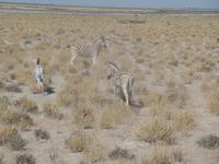 Tage Rundreise Namibia – Die Erlebnistour mit  Kalahari – Fish River-Canyon – Lüderitz – Namib – Swakopmund – Erongo Gebirge – Etosha Nationalpark – Windhoek (1240)