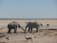 Tage Rundreise Namibia – Die Erlebnistour mit  Kalahari – Fish River-Canyon – Lüderitz – Namib – Swakopmund – Erongo Gebirge – Etosha Nationalpark – Windhoek (1243)