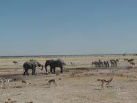 Tage Rundreise Namibia – Die Erlebnistour mit  Kalahari – Fish River-Canyon – Lüderitz – Namib – Swakopmund – Erongo Gebirge – Etosha Nationalpark – Windhoek (1244)