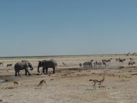 Tage Rundreise Namibia – Die Erlebnistour mit  Kalahari – Fish River-Canyon – Lüderitz – Namib – Swakopmund – Erongo Gebirge – Etosha Nationalpark – Windhoek (1247)