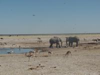 Tage Rundreise Namibia – Die Erlebnistour mit  Kalahari – Fish River-Canyon – Lüderitz – Namib – Swakopmund – Erongo Gebirge – Etosha Nationalpark – Windhoek (1248)