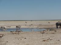 Tage Rundreise Namibia – Die Erlebnistour mit  Kalahari – Fish River-Canyon – Lüderitz – Namib – Swakopmund – Erongo Gebirge – Etosha Nationalpark – Windhoek (1249)