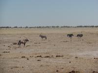 Tage Rundreise Namibia – Die Erlebnistour mit  Kalahari – Fish River-Canyon – Lüderitz – Namib – Swakopmund – Erongo Gebirge – Etosha Nationalpark – Windhoek (1251)