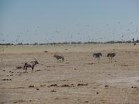 Tage Rundreise Namibia – Die Erlebnistour mit  Kalahari – Fish River-Canyon – Lüderitz – Namib – Swakopmund – Erongo Gebirge – Etosha Nationalpark – Windhoek (1252)