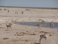 Tage Rundreise Namibia – Die Erlebnistour mit  Kalahari – Fish River-Canyon – Lüderitz – Namib – Swakopmund – Erongo Gebirge – Etosha Nationalpark – Windhoek (1253)