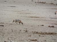 Tage Rundreise Namibia – Die Erlebnistour mit  Kalahari – Fish River-Canyon – Lüderitz – Namib – Swakopmund – Erongo Gebirge – Etosha Nationalpark – Windhoek (1254)