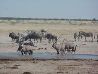 Tage Rundreise Namibia – Die Erlebnistour mit  Kalahari – Fish River-Canyon – Lüderitz – Namib – Swakopmund – Erongo Gebirge – Etosha Nationalpark – Windhoek (1256)