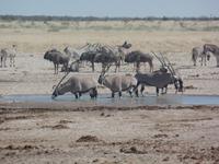 Tage Rundreise Namibia – Die Erlebnistour mit  Kalahari – Fish River-Canyon – Lüderitz – Namib – Swakopmund – Erongo Gebirge – Etosha Nationalpark – Windhoek (1257)