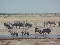 Tage Rundreise Namibia – Die Erlebnistour mit  Kalahari – Fish River-Canyon – Lüderitz – Namib – Swakopmund – Erongo Gebirge – Etosha Nationalpark – Windhoek (1258)