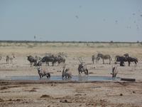 Tage Rundreise Namibia – Die Erlebnistour mit  Kalahari – Fish River-Canyon – Lüderitz – Namib – Swakopmund – Erongo Gebirge – Etosha Nationalpark – Windhoek (1259)