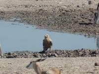 Tage Rundreise Namibia – Die Erlebnistour mit  Kalahari – Fish River-Canyon – Lüderitz – Namib – Swakopmund – Erongo Gebirge – Etosha Nationalpark – Windhoek (1261)