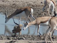 Tage Rundreise Namibia – Die Erlebnistour mit  Kalahari – Fish River-Canyon – Lüderitz – Namib – Swakopmund – Erongo Gebirge – Etosha Nationalpark – Windhoek (1263)