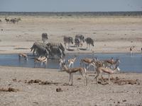 Tage Rundreise Namibia – Die Erlebnistour mit  Kalahari – Fish River-Canyon – Lüderitz – Namib – Swakopmund – Erongo Gebirge – Etosha Nationalpark – Windhoek (1265)