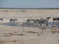 Tage Rundreise Namibia – Die Erlebnistour mit  Kalahari – Fish River-Canyon – Lüderitz – Namib – Swakopmund – Erongo Gebirge – Etosha Nationalpark – Windhoek (1266)