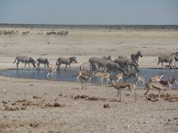 Tage Rundreise Namibia – Die Erlebnistour mit  Kalahari – Fish River-Canyon – Lüderitz – Namib – Swakopmund – Erongo Gebirge – Etosha Nationalpark – Windhoek (1267)