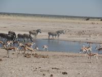 Tage Rundreise Namibia – Die Erlebnistour mit  Kalahari – Fish River-Canyon – Lüderitz – Namib – Swakopmund – Erongo Gebirge – Etosha Nationalpark – Windhoek (1268)