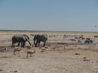 Tage Rundreise Namibia – Die Erlebnistour mit  Kalahari – Fish River-Canyon – Lüderitz – Namib – Swakopmund – Erongo Gebirge – Etosha Nationalpark – Windhoek (1271)