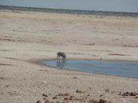 Tage Rundreise Namibia – Die Erlebnistour mit  Kalahari – Fish River-Canyon – Lüderitz – Namib – Swakopmund – Erongo Gebirge – Etosha Nationalpark – Windhoek (1272)