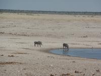 Tage Rundreise Namibia – Die Erlebnistour mit  Kalahari – Fish River-Canyon – Lüderitz – Namib – Swakopmund – Erongo Gebirge – Etosha Nationalpark – Windhoek (1273)
