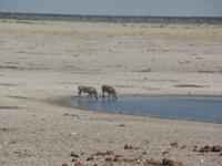 Tage Rundreise Namibia – Die Erlebnistour mit  Kalahari – Fish River-Canyon – Lüderitz – Namib – Swakopmund – Erongo Gebirge – Etosha Nationalpark – Windhoek (1274)
