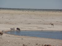 Tage Rundreise Namibia – Die Erlebnistour mit  Kalahari – Fish River-Canyon – Lüderitz – Namib – Swakopmund – Erongo Gebirge – Etosha Nationalpark – Windhoek (1275)