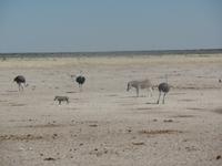 Tage Rundreise Namibia – Die Erlebnistour mit  Kalahari – Fish River-Canyon – Lüderitz – Namib – Swakopmund – Erongo Gebirge – Etosha Nationalpark – Windhoek (1276)