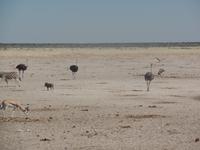 Tage Rundreise Namibia – Die Erlebnistour mit  Kalahari – Fish River-Canyon – Lüderitz – Namib – Swakopmund – Erongo Gebirge – Etosha Nationalpark – Windhoek (1277)