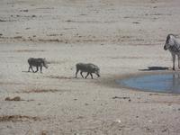 Tage Rundreise Namibia – Die Erlebnistour mit  Kalahari – Fish River-Canyon – Lüderitz – Namib – Swakopmund – Erongo Gebirge – Etosha Nationalpark – Windhoek (1279)