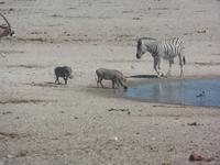 Tage Rundreise Namibia – Die Erlebnistour mit  Kalahari – Fish River-Canyon – Lüderitz – Namib – Swakopmund – Erongo Gebirge – Etosha Nationalpark – Windhoek (1280)