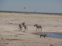 Tage Rundreise Namibia – Die Erlebnistour mit  Kalahari – Fish River-Canyon – Lüderitz – Namib – Swakopmund – Erongo Gebirge – Etosha Nationalpark – Windhoek (1281)