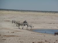 Tage Rundreise Namibia – Die Erlebnistour mit  Kalahari – Fish River-Canyon – Lüderitz – Namib – Swakopmund – Erongo Gebirge – Etosha Nationalpark – Windhoek (1282)