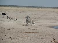 Tage Rundreise Namibia – Die Erlebnistour mit  Kalahari – Fish River-Canyon – Lüderitz – Namib – Swakopmund – Erongo Gebirge – Etosha Nationalpark – Windhoek (1283)