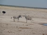 Tage Rundreise Namibia – Die Erlebnistour mit  Kalahari – Fish River-Canyon – Lüderitz – Namib – Swakopmund – Erongo Gebirge – Etosha Nationalpark – Windhoek (1284)