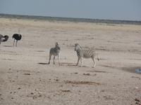 Tage Rundreise Namibia – Die Erlebnistour mit  Kalahari – Fish River-Canyon – Lüderitz – Namib – Swakopmund – Erongo Gebirge – Etosha Nationalpark – Windhoek (1285)