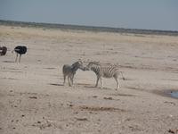 Tage Rundreise Namibia – Die Erlebnistour mit  Kalahari – Fish River-Canyon – Lüderitz – Namib – Swakopmund – Erongo Gebirge – Etosha Nationalpark – Windhoek (1286)