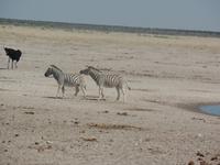 Tage Rundreise Namibia – Die Erlebnistour mit  Kalahari – Fish River-Canyon – Lüderitz – Namib – Swakopmund – Erongo Gebirge – Etosha Nationalpark – Windhoek (1287)