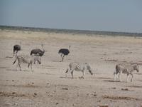 Tage Rundreise Namibia – Die Erlebnistour mit  Kalahari – Fish River-Canyon – Lüderitz – Namib – Swakopmund – Erongo Gebirge – Etosha Nationalpark – Windhoek (1288)