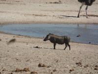 Tage Rundreise Namibia – Die Erlebnistour mit  Kalahari – Fish River-Canyon – Lüderitz – Namib – Swakopmund – Erongo Gebirge – Etosha Nationalpark – Windhoek (1290)