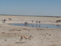 Tage Rundreise Namibia – Die Erlebnistour mit  Kalahari – Fish River-Canyon – Lüderitz – Namib – Swakopmund – Erongo Gebirge – Etosha Nationalpark – Windhoek (1291)