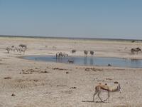 Tage Rundreise Namibia – Die Erlebnistour mit  Kalahari – Fish River-Canyon – Lüderitz – Namib – Swakopmund – Erongo Gebirge – Etosha Nationalpark – Windhoek (1292)