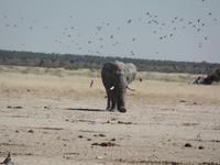 Tage Rundreise Namibia – Die Erlebnistour mit  Kalahari – Fish River-Canyon – Lüderitz – Namib – Swakopmund – Erongo Gebirge – Etosha Nationalpark – Windhoek (1296)